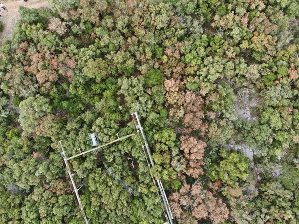 Carbon dioxide: plant friend or foe?