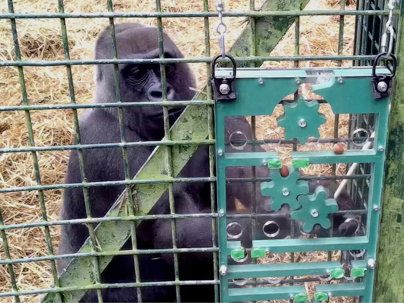 Great ape working through a puzzle