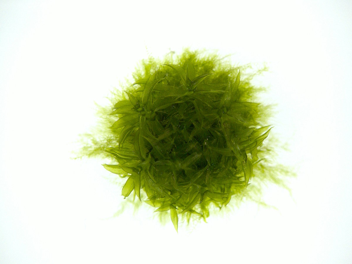 Ball of algae on white background