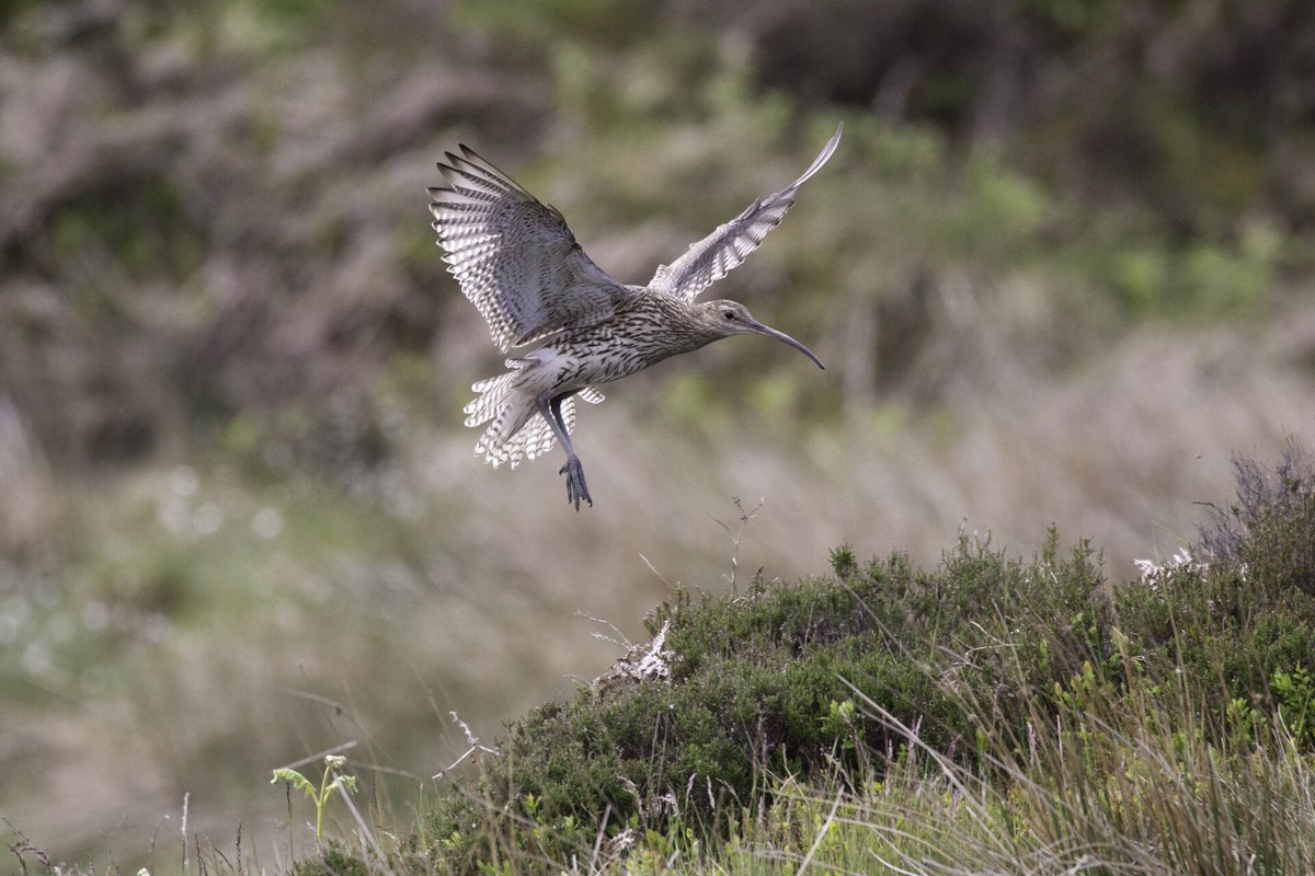 Bird in flight, close to the ground