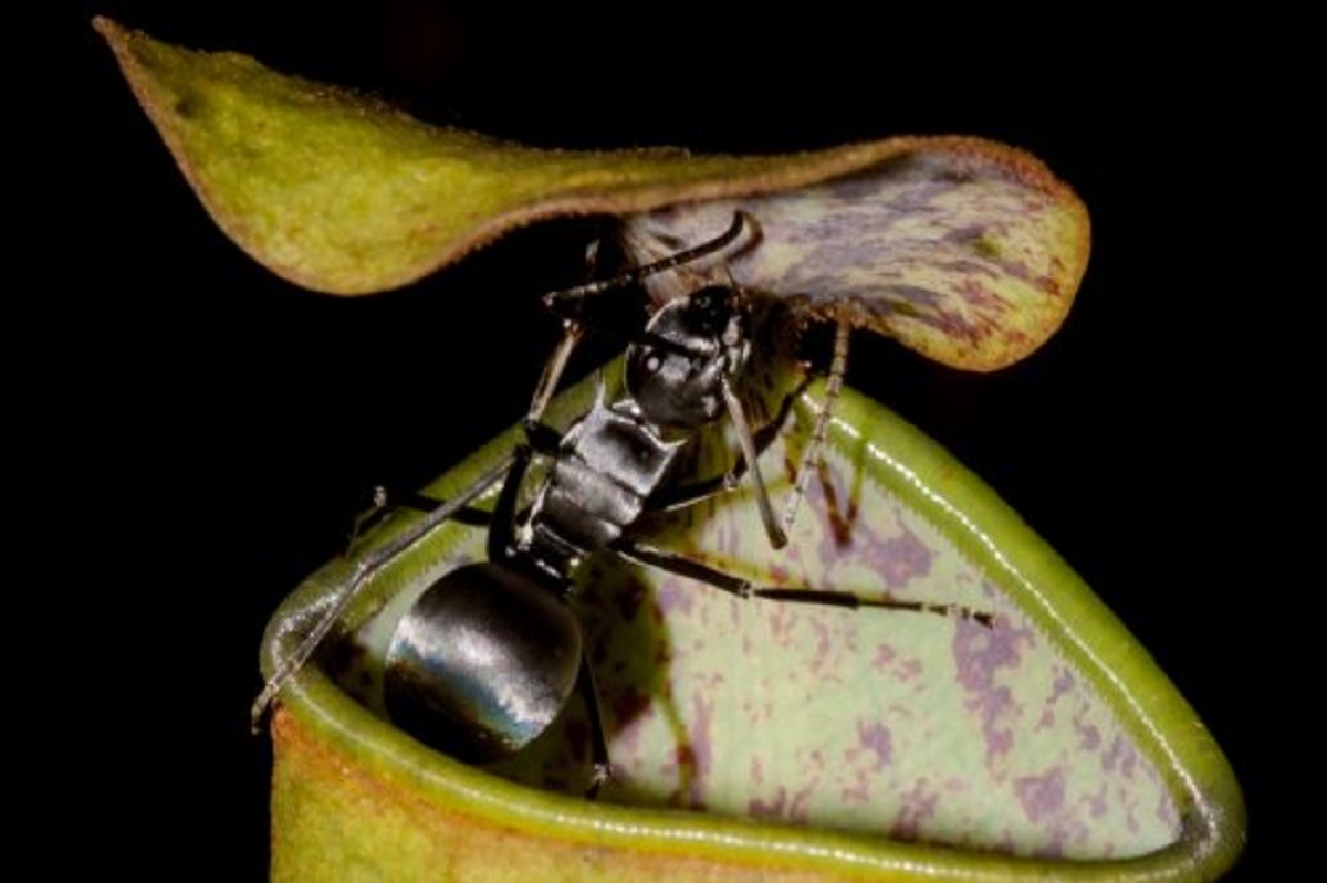 Pitcher plants trap insects